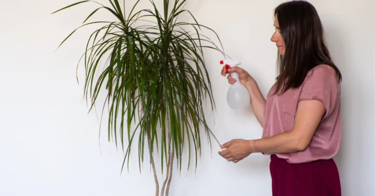 Dracaena Marginata, dragon tree, Madagascar dragon tree