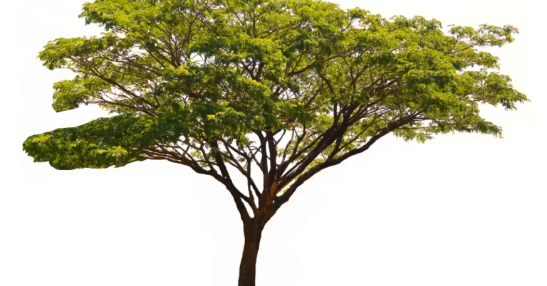 Albizia Lebbeck, Indian Siris, Woman’s Tongue Tree, pink siris,Shirish