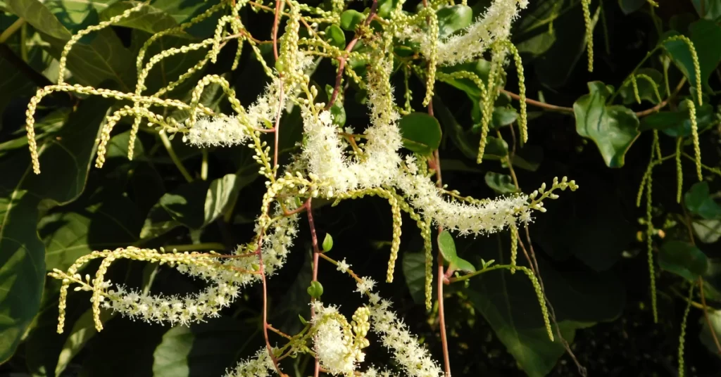How to Grow Anredera Cordifolia (Madeira Vine) in India? 4 Anredera Cordifolia, Madeira vine