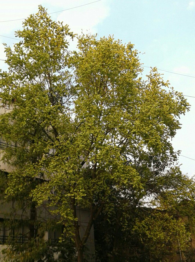 shirish tree, Indian elm, Holoptelea Integrifolia, woman's tongue tree