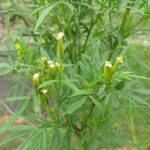 How to Grow Tagetes Minuta in India? 12 Tagetes Minuta