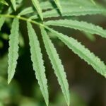 How to Grow Tagetes Minuta in India? 7