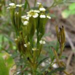 How to Grow Tagetes Minuta in India? 9