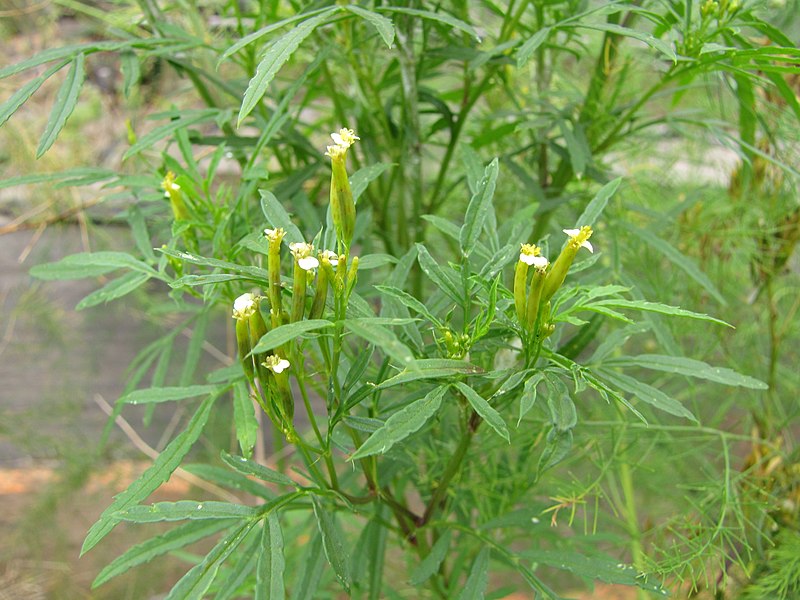 How to Grow Tagetes Minuta in India? 3 Tagetes Minuta