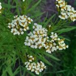 How to Grow Tagetes Minuta in India? 8