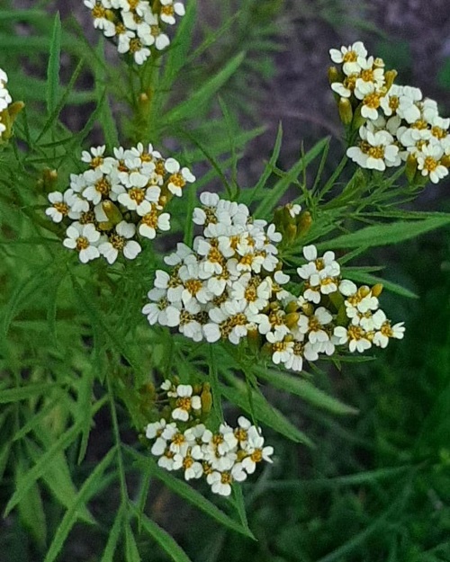 How to Grow Tagetes Minuta in India? 5 Tagetes Minuta