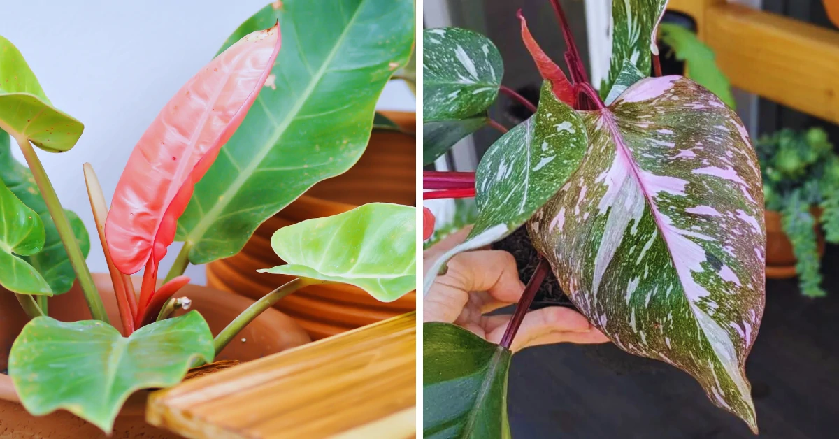 Pink Princess Philodendron Care 1 Pink Princess Philodendron Care