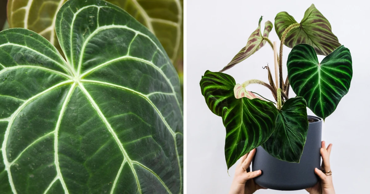 Anthurium Magnificum