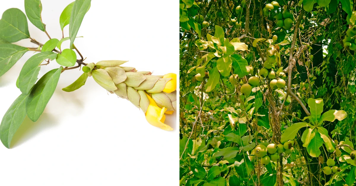 How to Grow Gmelina Arborea: Complete Guide & Care Tips 2025