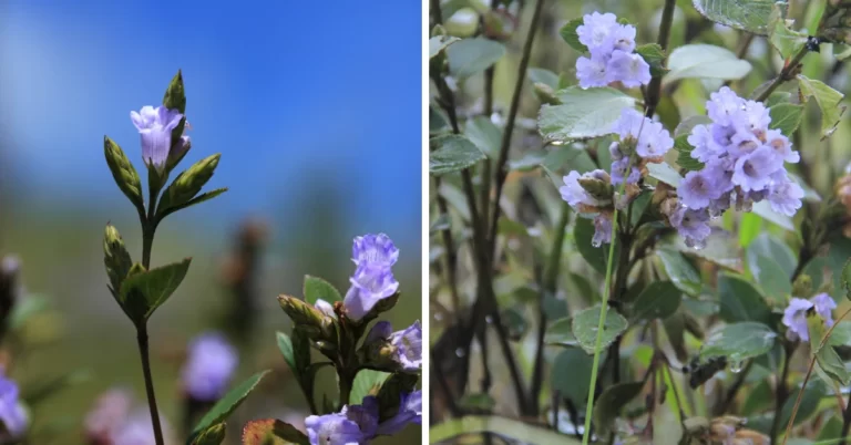 Kurinji,Strobilanthes kunthiana