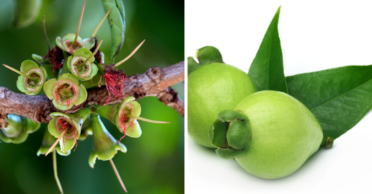 syzygium jambos , rose apple