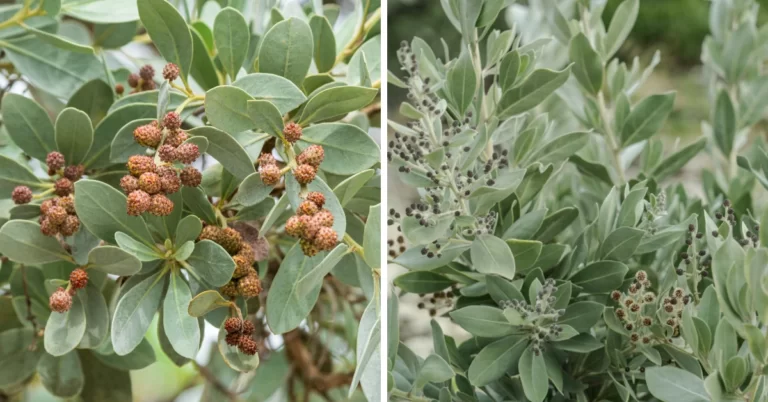 buttonwood, Conocarpus Plant