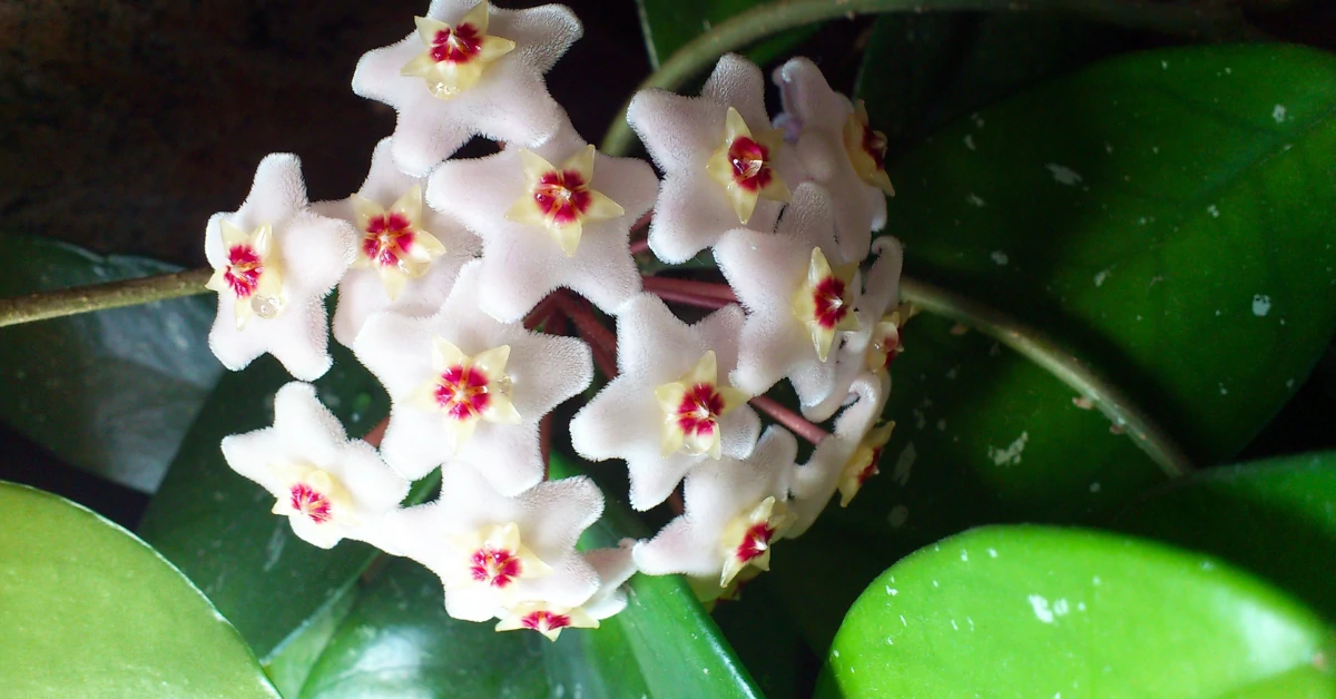 Hoya Hindu Rope Plant Care - podhya.com