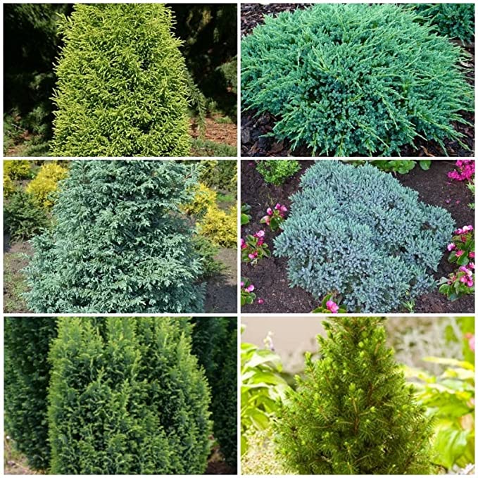 Best Plants for Small Gardens 11 Dwarf conifers