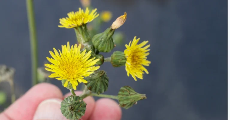 Sonchus Oleraceus, Common Sowthistle