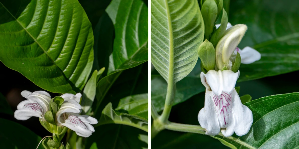 Adulsa Plant