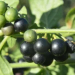 Solanum Nigrum, Black Nightshade Plant