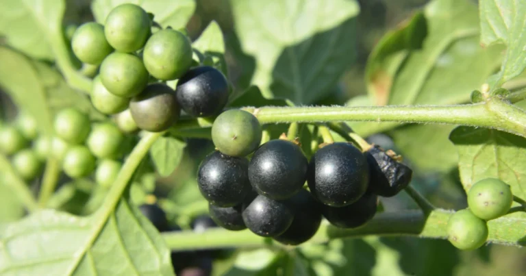 Solanum Nigrum, Black Nightshade Plant