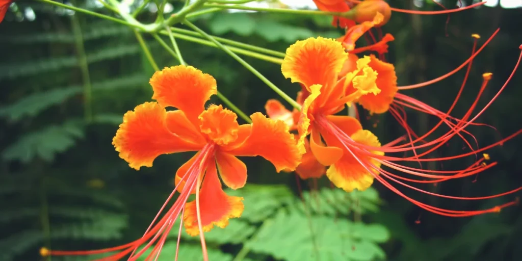 How to Grow Caesalpinia pulcherrima | Peacock Flower Care - podhya.com