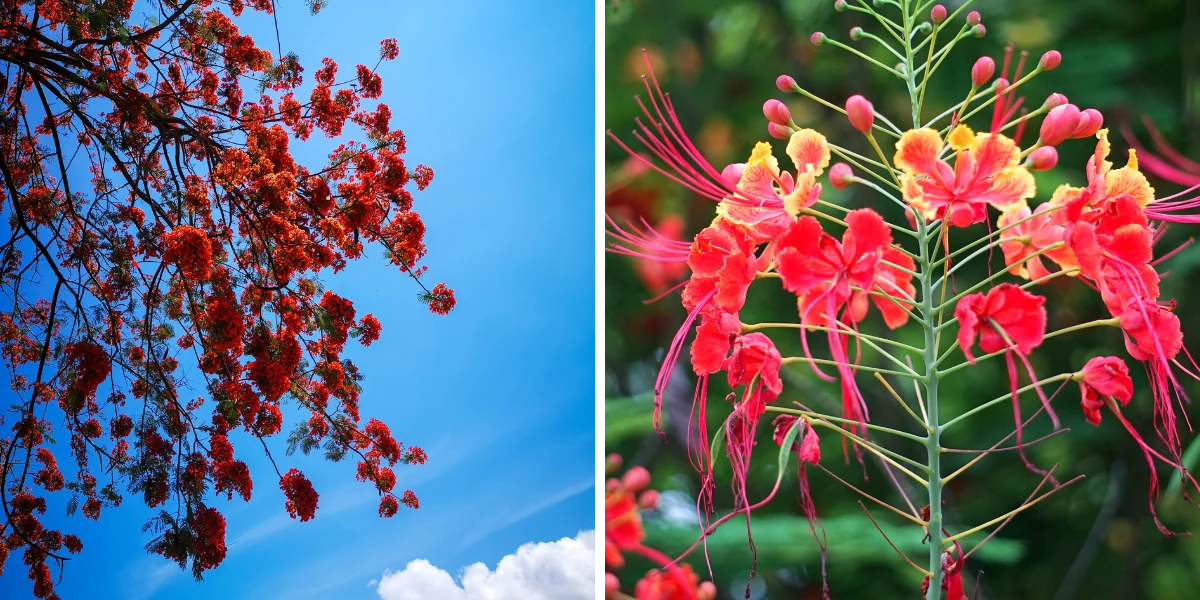 How to Grow Caesalpinia pulcherrima | Peacock Flower Care - podhya.com