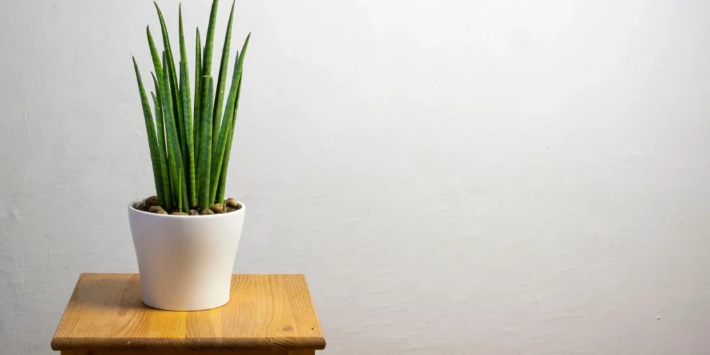 How to Grow & Care for Starfish Plant in India | Guide 6 Starfish Plant