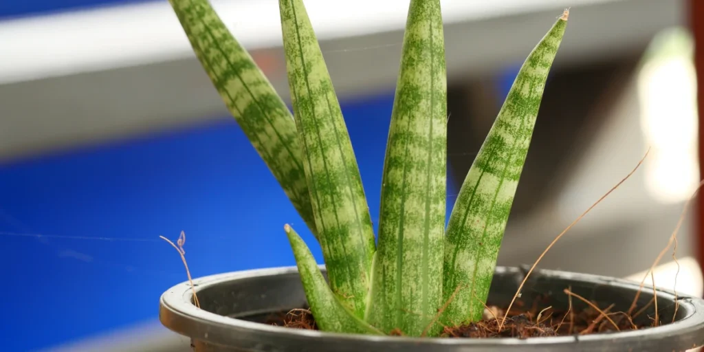 How to Grow & Care for Starfish Plant in India | Guide 4 Starfish Plant
