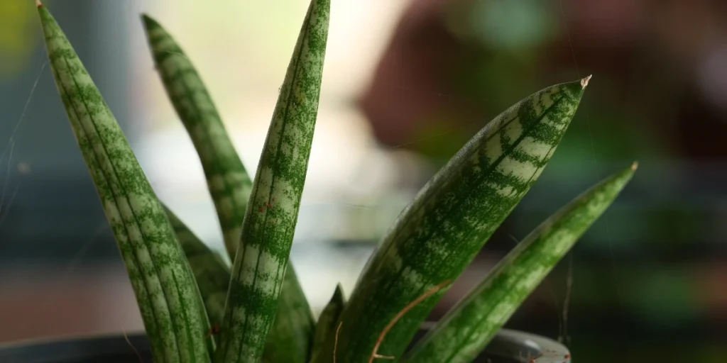 How to Grow & Care for Starfish Plant in India | Guide 3 Starfish Plant