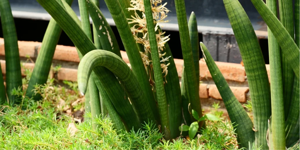 How to Grow & Care for Starfish Plant in India | Guide 2 Starfish Plant