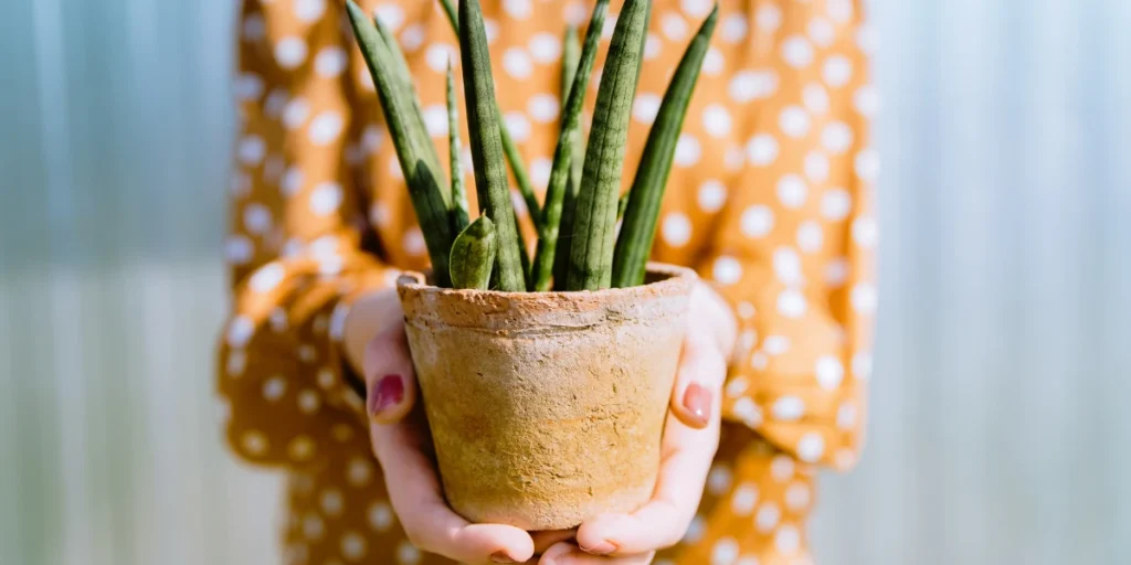 How to Grow & Care for Starfish Plant in India | Guide 5 Starfish Plant