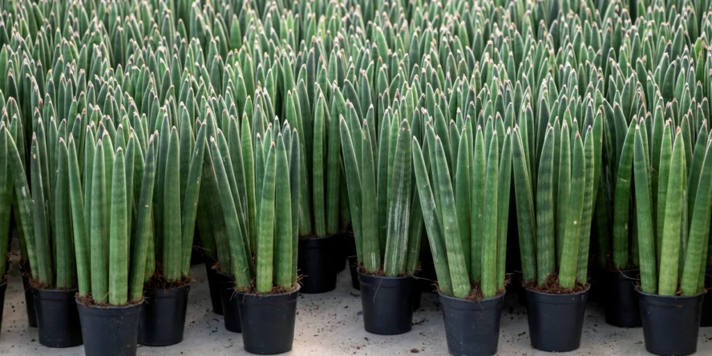 How to Grow & Care for Starfish Plant in India | Guide 8 Starfish Plant